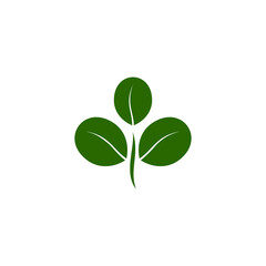 Moringa logo. Isolated moringa on white background