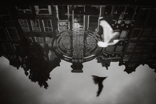 Dove flying under water with reflection of buildings