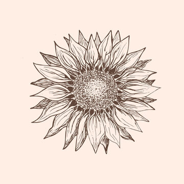 Sunflower hand drawn vector. Floral ink pen sketch. Isolated monochrome floral design element.