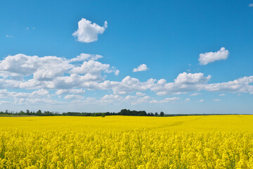 Obraz premium Blooming rapeseed field and blue sky.