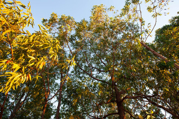 autumn leaves against sky