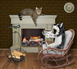 A dog husky in a wooden rocking chair is drinking black coffee by a fireplace at home.