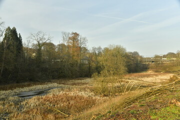 Végétation au fond de l'étang asséché au bois de Groenendael au sud-est de Bruxelles