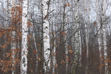 Young birch with black and white birch bark in spring in birch grove against background of other birches