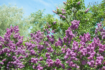 Lilac is a luxurious shrub, extremely hardy, which grows well outdoors both in the south and in the north of Europe and adorns gardens with large inflorescences in spring.