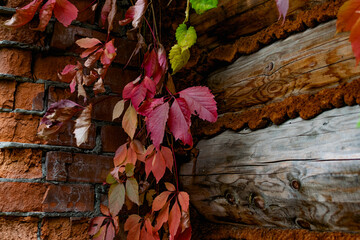 Obraz premium autumn leaves background