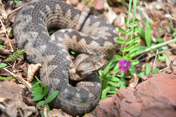 Vipera ammodytes, Nose-horned viper, most toxic and dangerous snake in Europe. Long-nosed Viper,  European viper snake