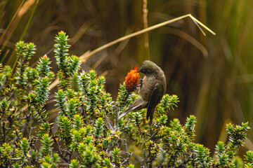 Moor hummingbird 