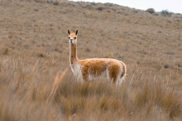 Vicuña del Chimborazo