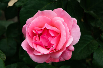 Close up of a beautiful rose flower with its characteristic petals.