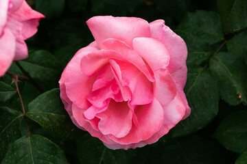 Close up of a beautiful rose flower with its characteristic petals.