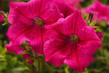 Closeup of a beautiful petunia plants in purple color
