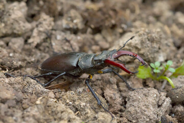 Hirschkäfer krabbelt auf der Erde © Karsten Leineke