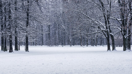 Frozen forest with white glade © technobulka