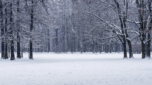Frozen forest with white glade