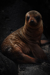 Fototapeta premium state sea lion