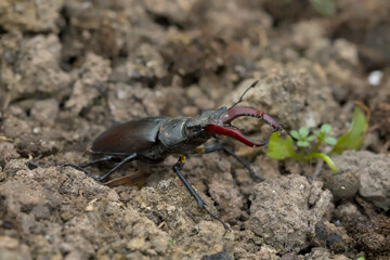 Hirschkäfer krabbelt auf der Erde © Karsten Leineke