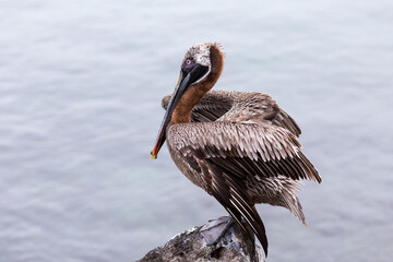 Selective focus side view of brown pelican resting on a rock in San Cristobal, Galapagos, Ecuador