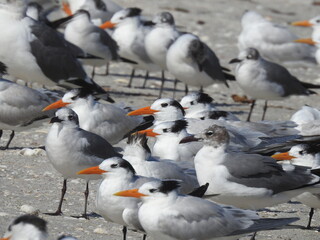 Royal Tern Florida