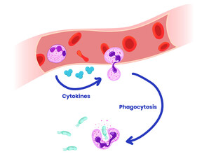 Neutrophils phagocytosis of bacteria stages