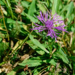 Piccolo fiore viola selvatico su un sentiero di montagna.