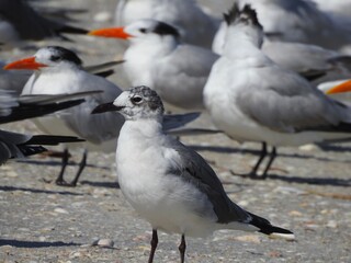 Royal Tern Florida