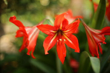 amaryllis, Amaryllis flower, Red flower