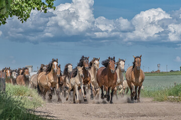 A herd of thoroughbred horses runs along a dusty road in the field.