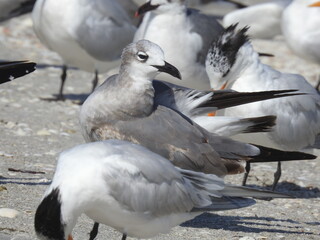 Royal Tern Florida