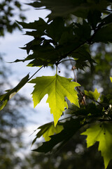 BLUE SKY Background SUNLIT TREE LEAF 