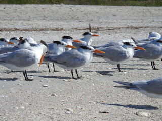 Fototapeta premium Royal Tern Florida