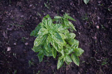 Delicious basil in home herb garden. Dark, rich soil with basil plant in ground.