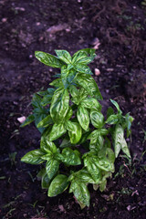Delicious basil in home herb garden. Dark, rich soil with basil plant in ground.
