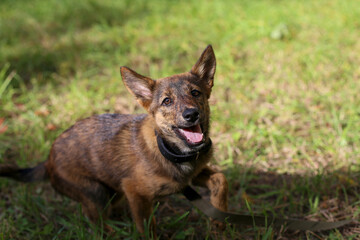 Cute cheerful playful brown smooth-haired puppy with big ears on a walk in the park in the green grass on a sunny summer day