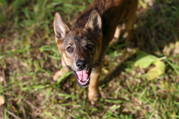 Cute cheerful playful brown smooth-haired puppy with big ears on a walk in the park in the green grass on a sunny summer day
