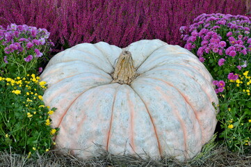 A large white pumpkin surrounded by flowers at a harvest festival