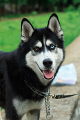Portrait of a Husky dog with different eye colors
