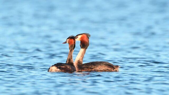Great crested grebe water bird in a springtime evening sunset in the Reevediep lake near Kampen, Overijssel, The Netherlands.