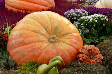 Pumpkin decorations at a harvest festival