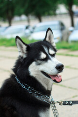 Portrait of a Husky dog on a leash