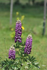 fleurs colorées entremêlée de l'été 