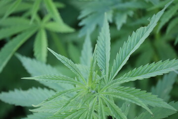 Naklejka na ściany i meble Cannabis leaves close up. Narcotic plant. Marijuana.