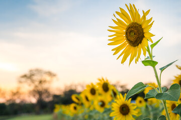 sunflower field blooming in summer season