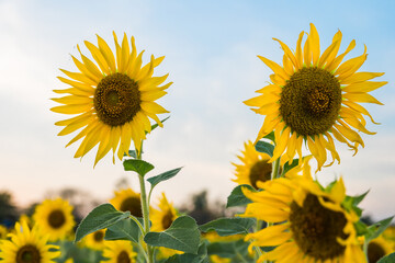 sunflower field blooming in summer season