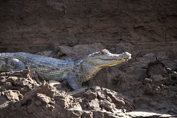 Amazon crocodile 