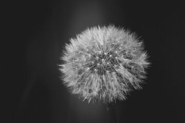 fluffy dandelion close-up in black and white