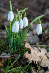 Piccolo gruppo di Bucaneve appena fioriti nel sottobosco.