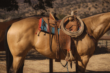 Dun Mare with Saddle