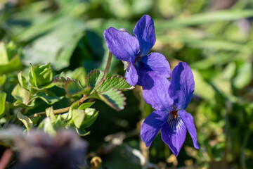Violetta selvatica , il fiore che da il via alla primavera.