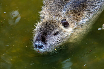 Beaver in the water